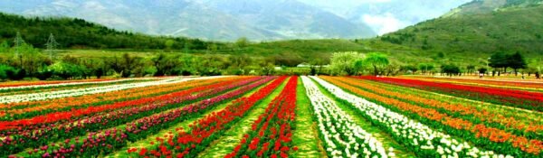 Kashmir Couple Tour Packages - Image 2