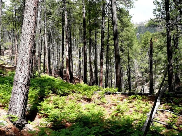 South India Hills Station Tour Packages From Bangalore - Image 6