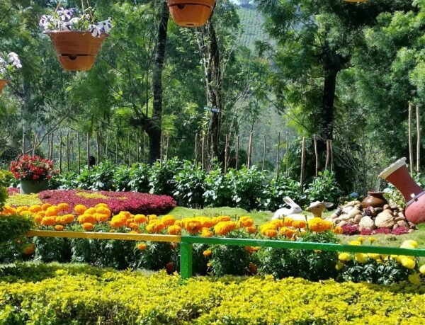 MUNNAR TOUR PACKAGES - Image 3