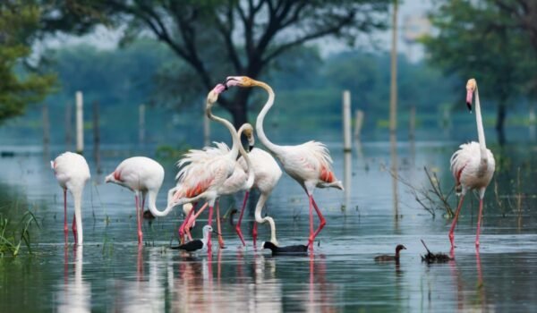 Palaces, Temples & Wildlife Tour Packages - Image 3