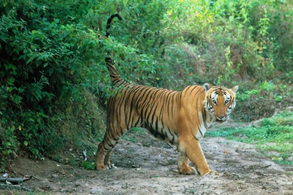 Palaces, Temples & Wildlife Tour Packages - Image 5