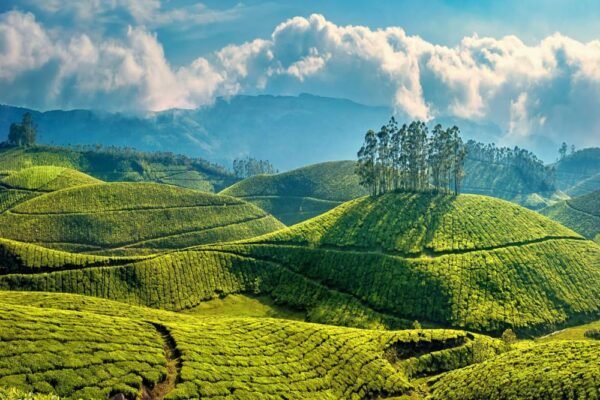 Idukki / Pothamedu View Point Tour packages - Image 4