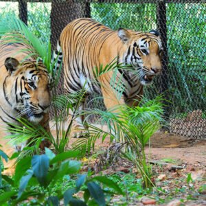 Bangalore & Mysore Tour Packages