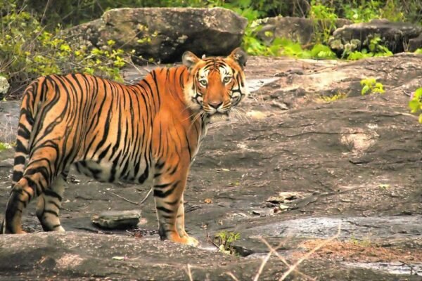 Amazing Karnataka Trip - Image 5