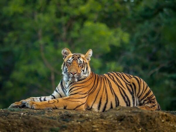 Wildlife In North India Tour - Image 4