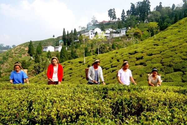 Honeymoon in Himalayas - Image 2