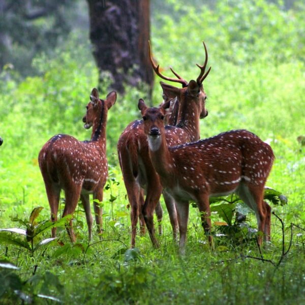 Amazing Karnataka Trip - Image 4
