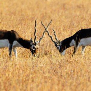 Wildlife in Gujarat Packages