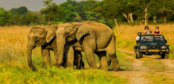 Wildlife In North India Tour - Image 2