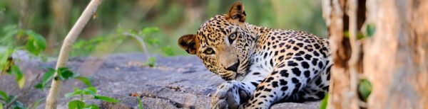 Wildlife In North India Tour - Image 3