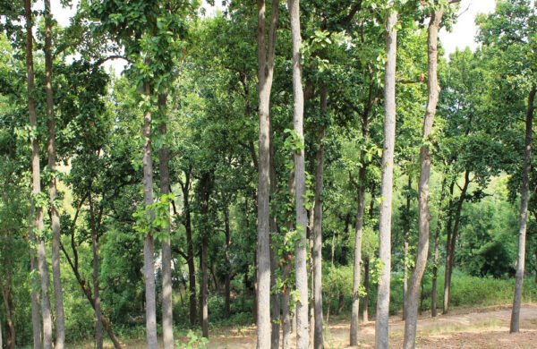 Ranchi Tour Packages East India