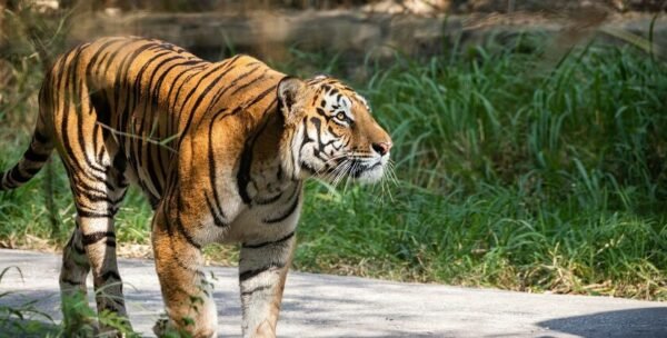Ranchi Tour Packages East India - Image 3