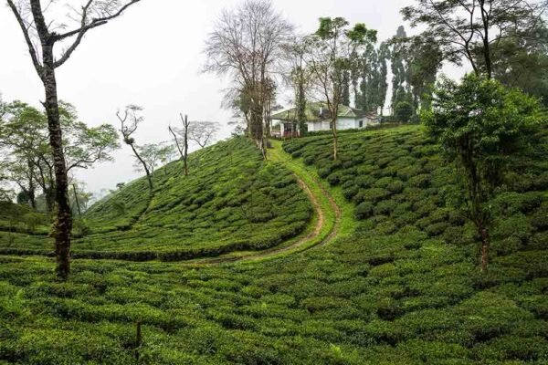 Honeymoon Package of Darjeeling - Image 2