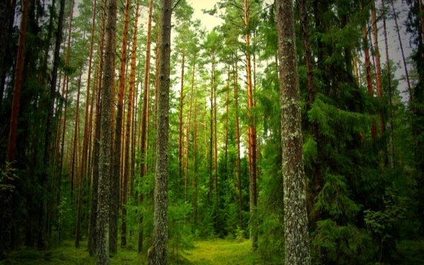Vagamon Tourist Places