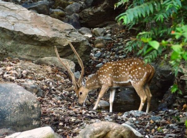 Golden Triangle Tour- 4 Nights - Image 4