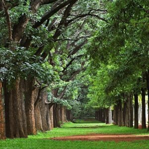 BANGALORE & MYSORE TOUR PACKAGES
