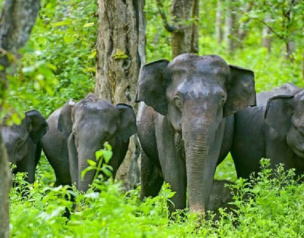 Alleppey - Calicut -Waynad Tour Packages - Image 4
