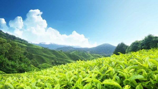 Tamilnadu - Kerala tour packages 14 days trip