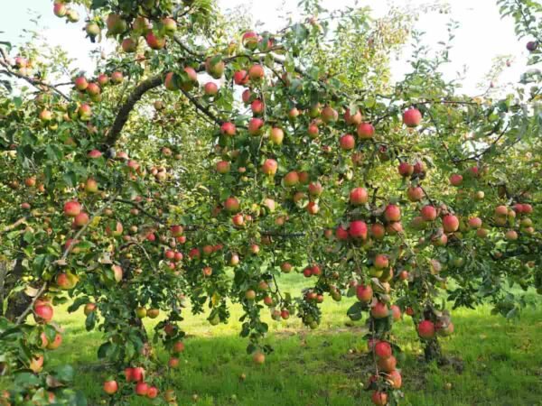 4 Days Kashmir Tour Packages