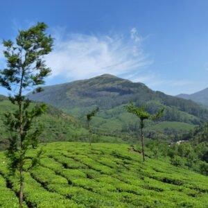 Cochin / Munnar / Alleppey Tourism