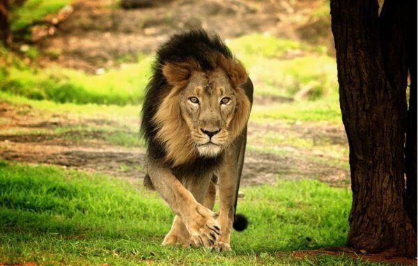 6 Days Gujarat Tour Packages - Image 9