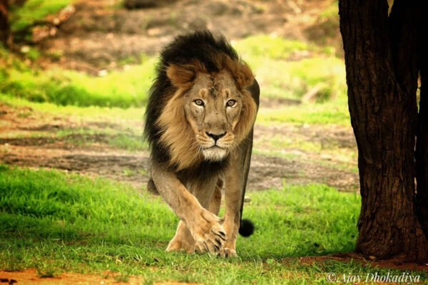Gujarat Sightseeing Places - Image 4