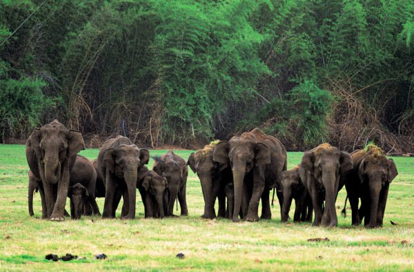Palaces, Temples & Wildlife Tour Packages - Image 2