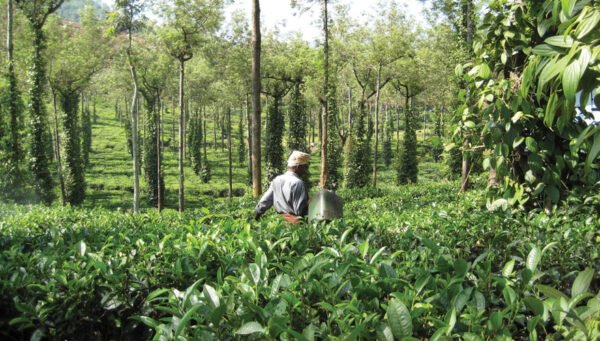 Best of Kerala Tour Packages - Image 2