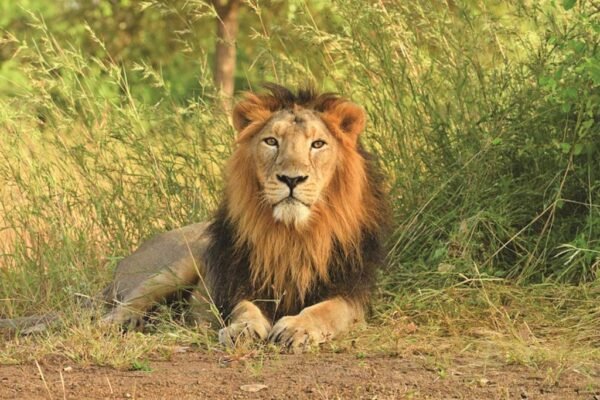 Saurashtra Tour Packages - Image 3