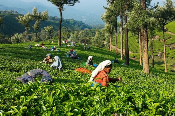 7 Days Karnataka / Kerala Tour Packages - Image 10