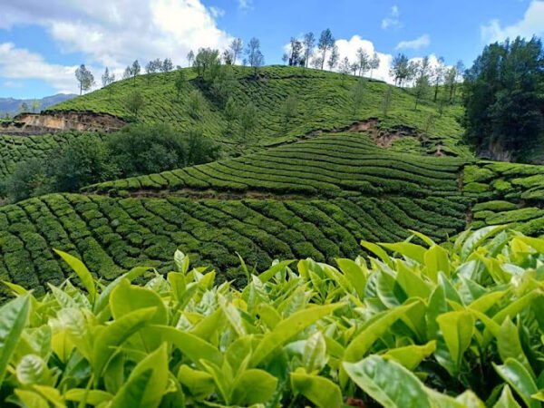 3 Days Munnar Tour Packages - Image 3