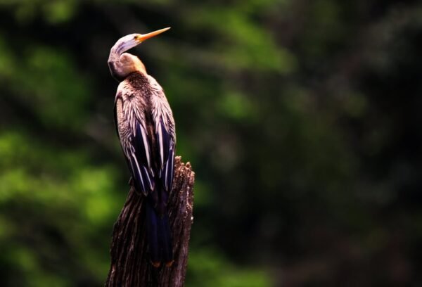 Amazing South India Tour - Image 6