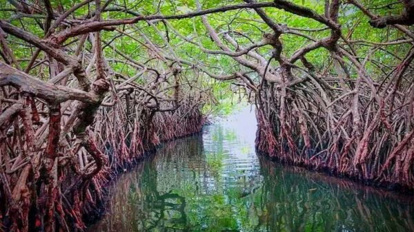 9 Days Full Sri Lanka Tour Packages - Image 3