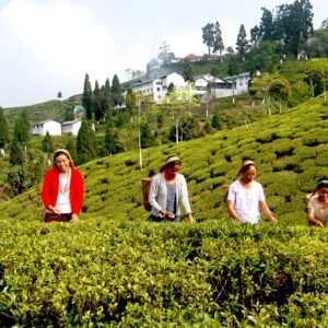 West Bengal Tour Package From Darjeeling