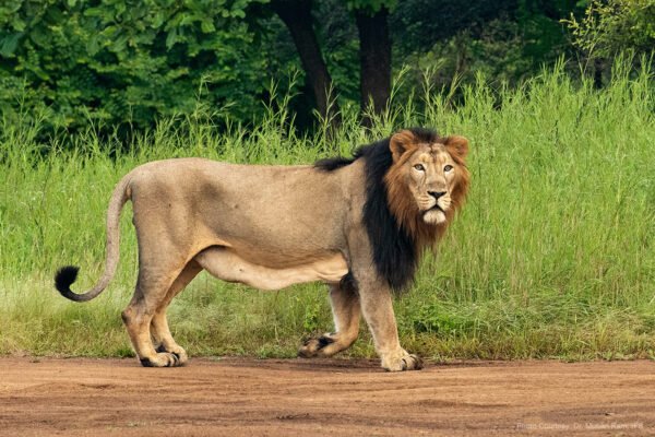 Wildlife in Gujarat Packages - Image 3