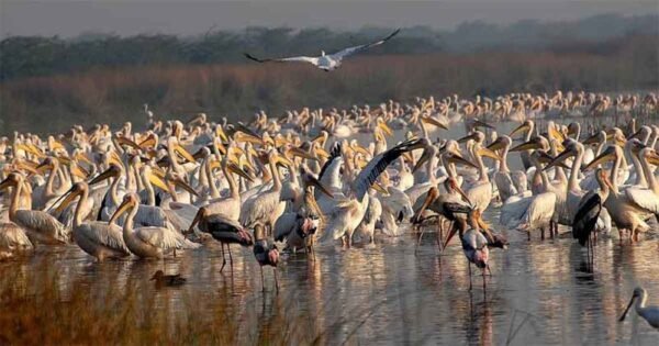 Wildlife in Gujarat Packages - Image 6