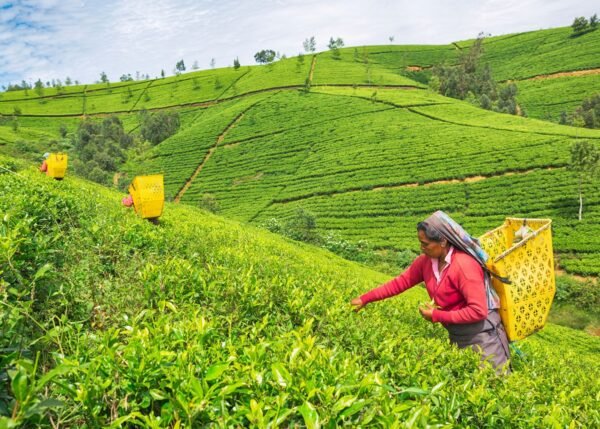 Srilanka Sightseeing Places - Image 8
