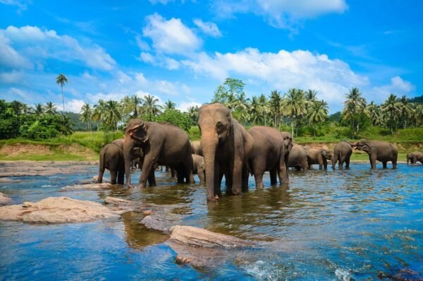 Srilanka Sightseeing Places - Image 5
