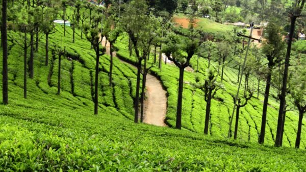 3 Days Ooty Group Tour Packages - Image 6