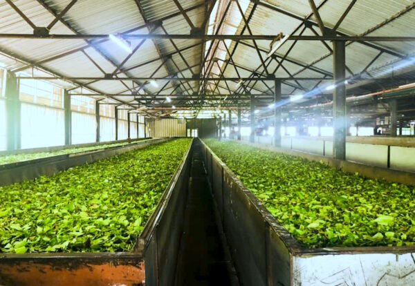 Ooty / Bangalore Tour Packages - Image 3