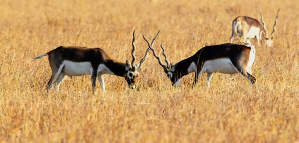 Wildlife in Gujarat Packages