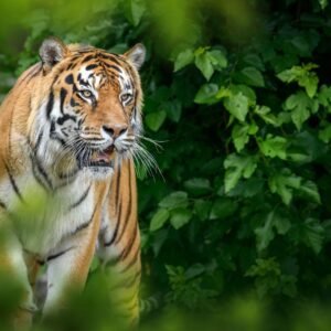 Waynad Honeymoon Trip Packages