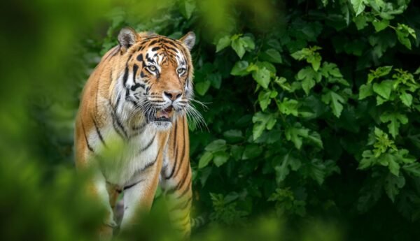 3 Days Ooty Group Tour Packages - Image 7