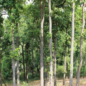 Ranchi Tour Packages East India