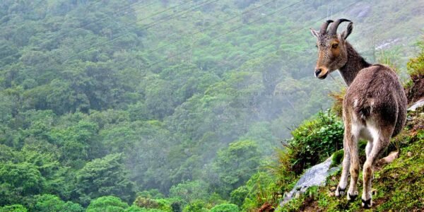 10 Days Kerala Tour Packages