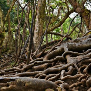 Tamilnadu Sightseen & Pilgrimage Tour Packages