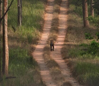 Karnataka wild life