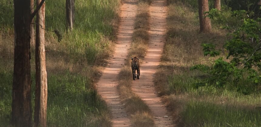 Karnataka wild life